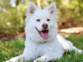 Hypersalivation chien